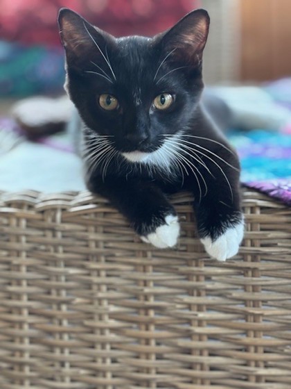 Figaro