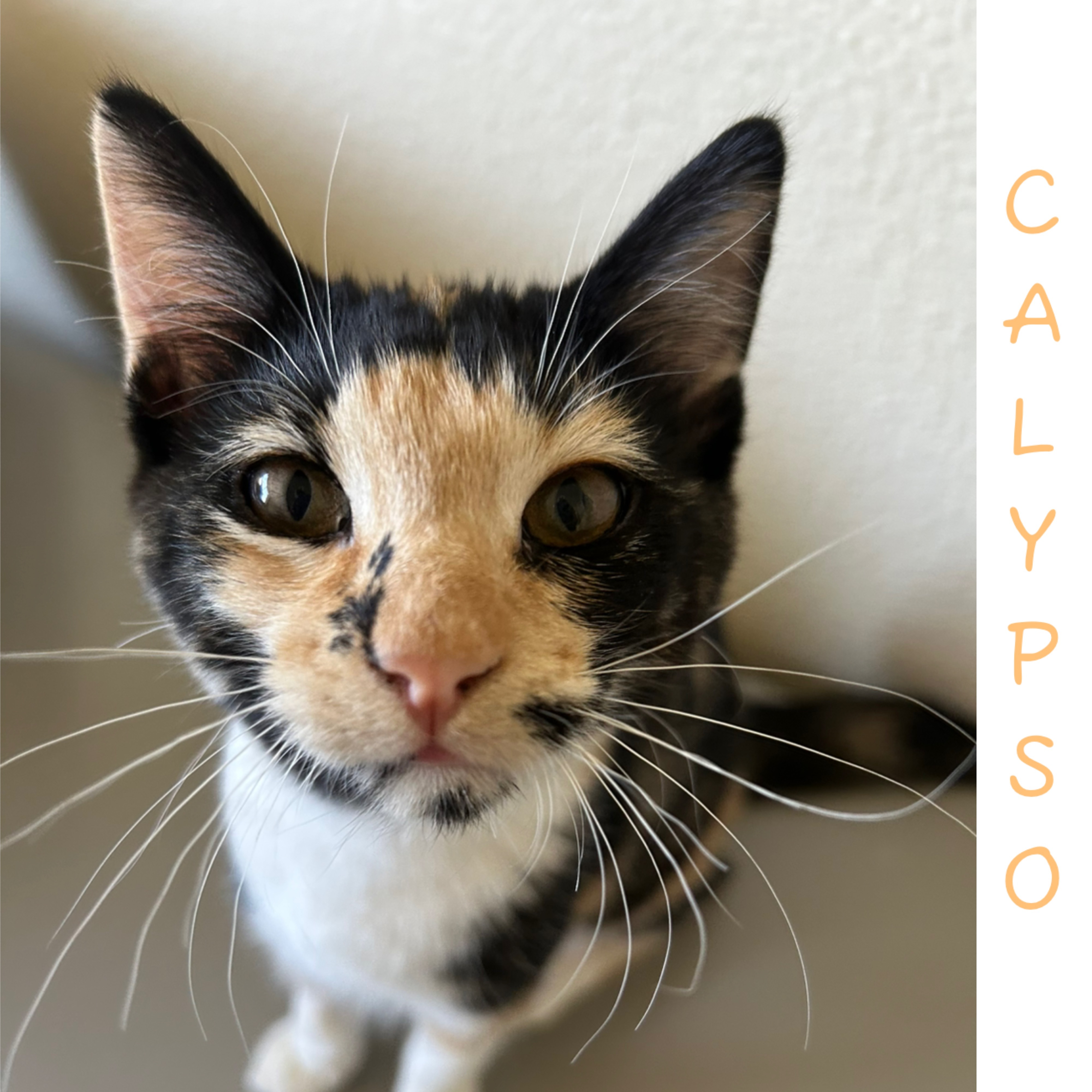 Calypso