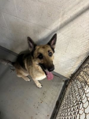 Jojo, Adult Female unknown