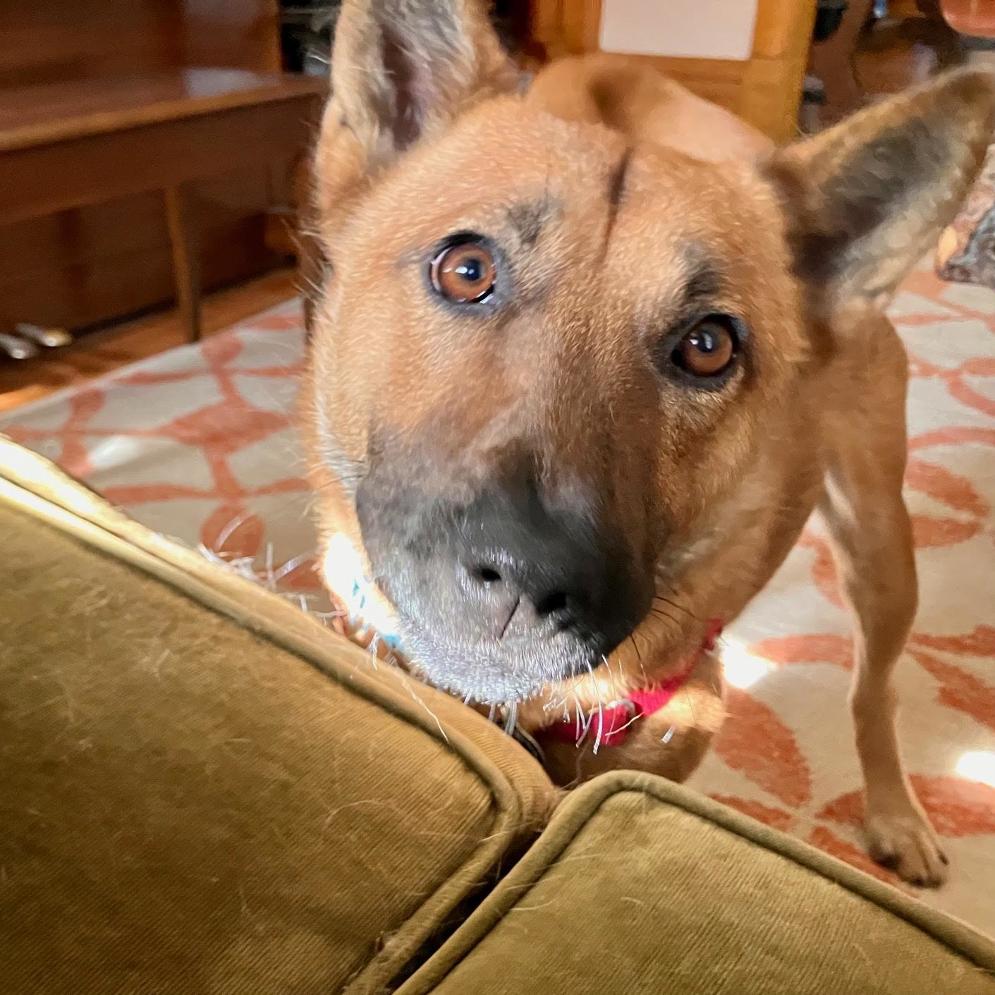Amberly, an adoptable Jindo in St. Paul, MN, 55117 | Photo Image 1