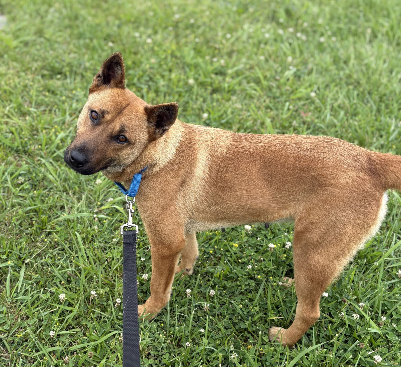 Amberly, an adoptable Jindo in St. Paul, MN, 55117 | Photo Image 2