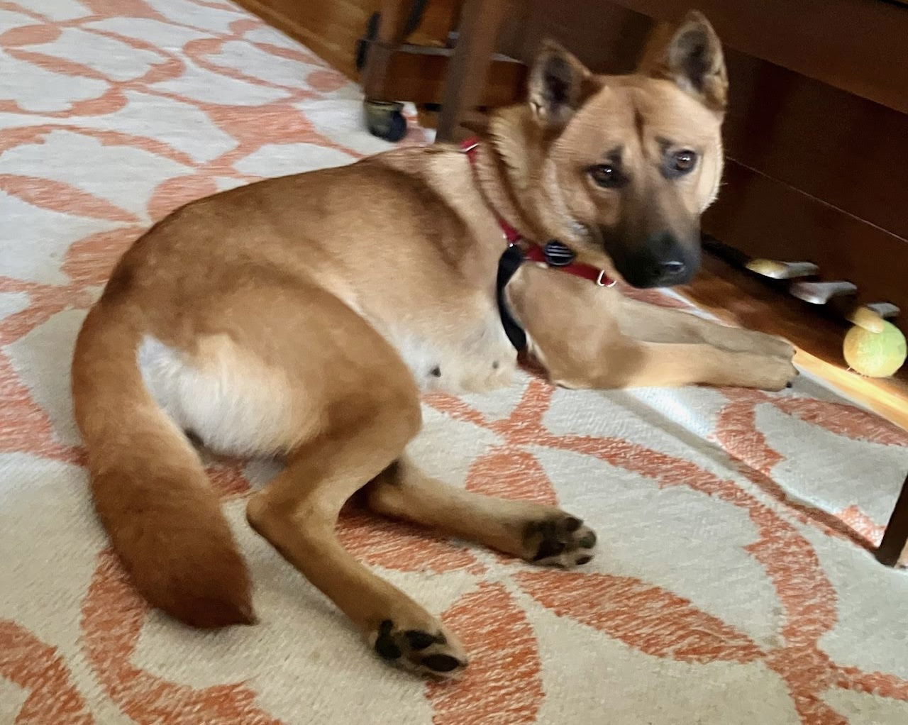 Amberly, an adoptable Jindo in St. Paul, MN, 55117 | Photo Image 2