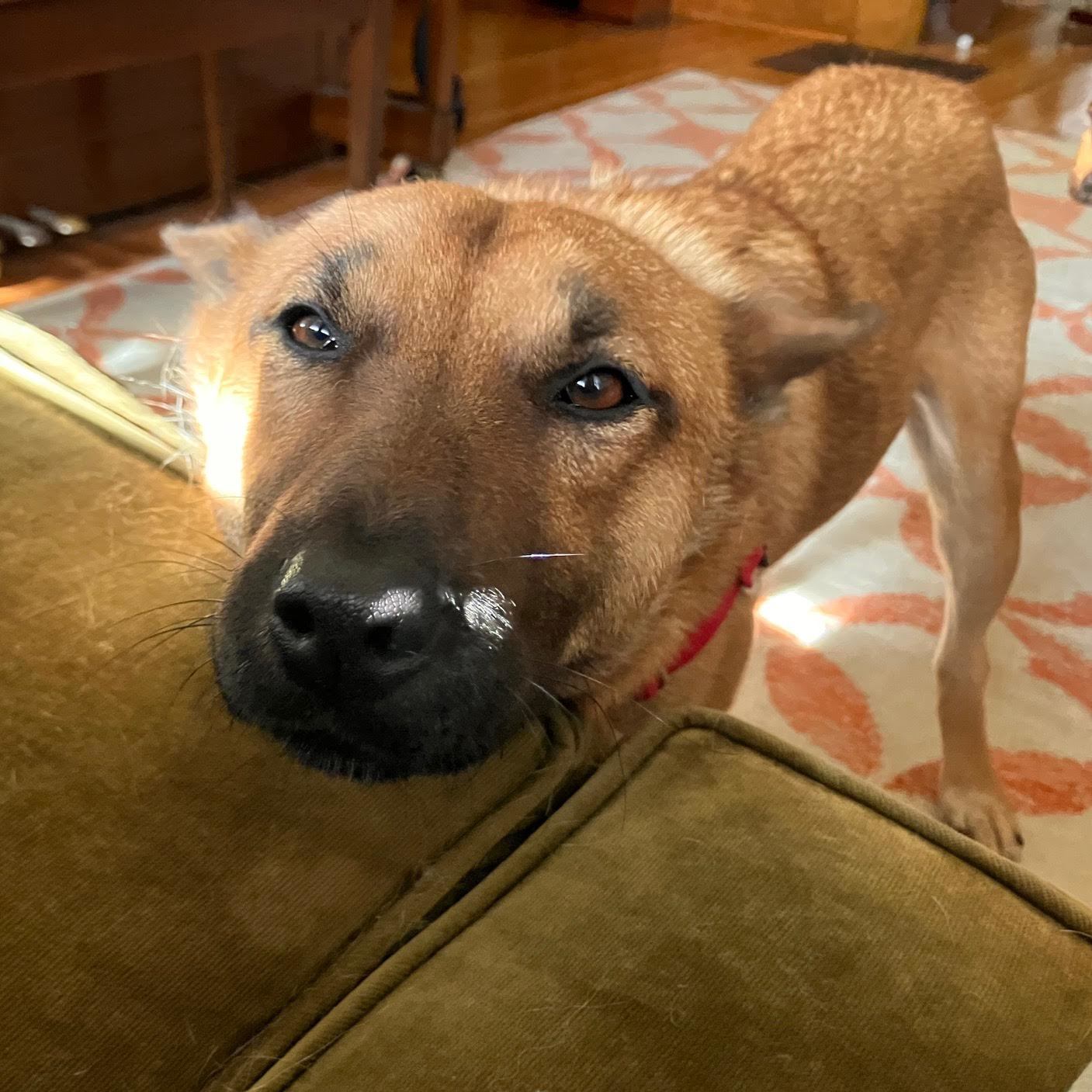 Amberly, an adoptable Jindo in St. Paul, MN, 55117 | Photo Image 3