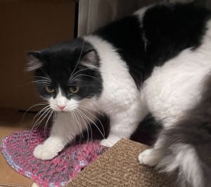 Mister -- Bonded Buddy With Kodak, Adult Male unknown