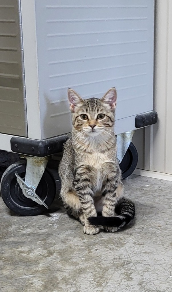 Nutmeg, an adoptable Domestic Short Hair in Medford, WI, 54451 | Photo Image 1