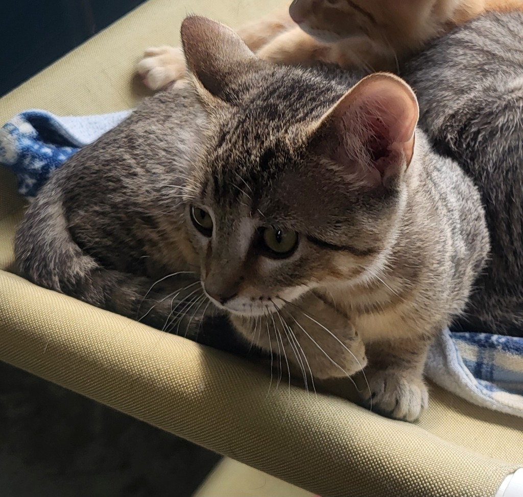 Nutmeg, an adoptable Domestic Short Hair in Medford, WI, 54451 | Photo Image 2