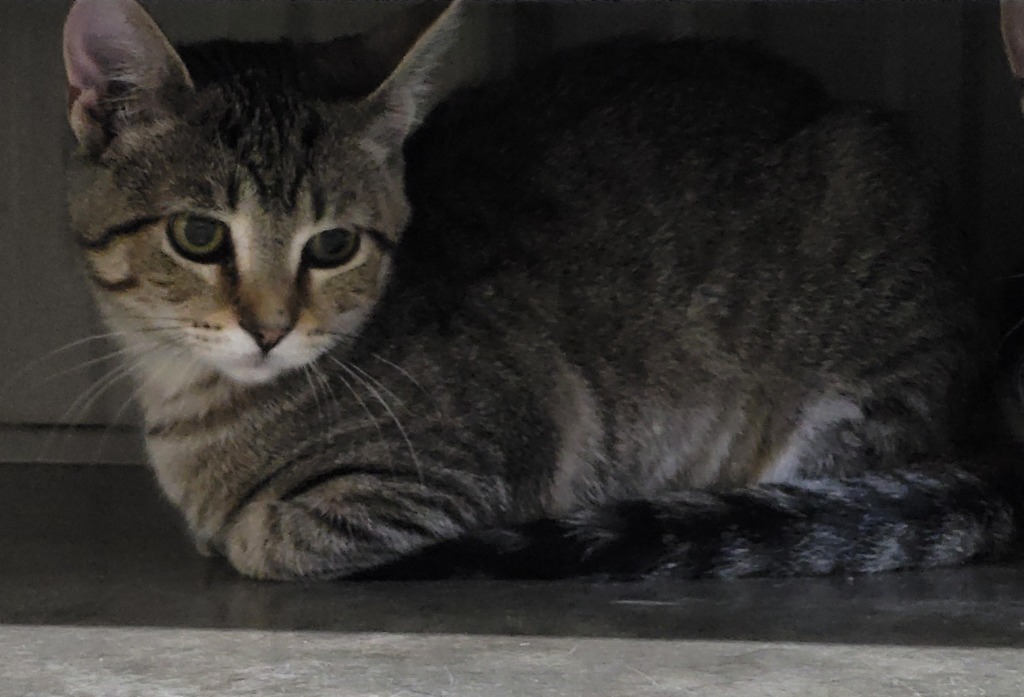 Nacho, an adoptable Domestic Short Hair in Medford, WI, 54451 | Photo Image 1