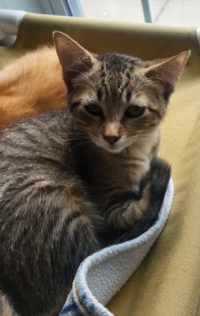 Nacho, an adoptable Domestic Short Hair in Medford, WI, 54451 | Photo Image 2