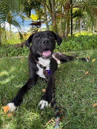 Murphy, an adoptable Terrier, Mixed Breed in Honolulu, HI, 96826 | Photo Image 1