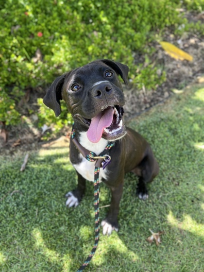 Murphy, an adoptable Terrier, Mixed Breed in Honolulu, HI, 96826 | Photo Image 2