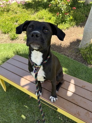 Murphy, an adoptable Terrier, Mixed Breed in Honolulu, HI, 96826 | Photo Image 3