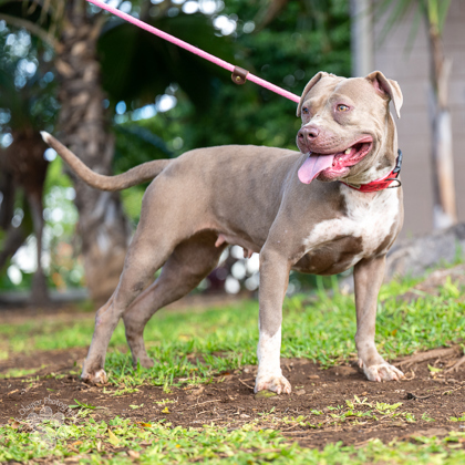 Gentle, an adoptable Pit Bull Terrier, Mixed Breed in Honolulu, HI, 96826 | Photo Image 1