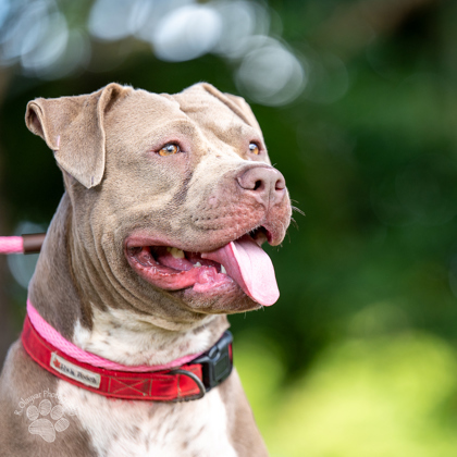 Gentle, an adoptable Pit Bull Terrier, Mixed Breed in Honolulu, HI, 96826 | Photo Image 2