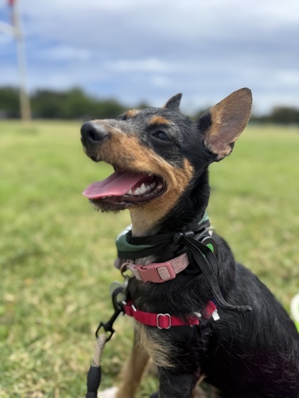 Solar, an adoptable Terrier, Mixed Breed in Honolulu, HI, 96826 | Photo Image 1