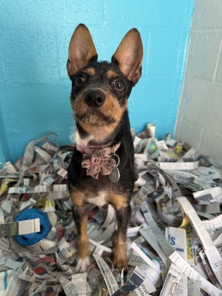 Solar, an adoptable Terrier, Mixed Breed in Honolulu, HI, 96826 | Photo Image 3