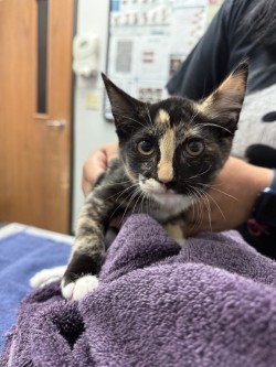 59044572, Baby Female unknown