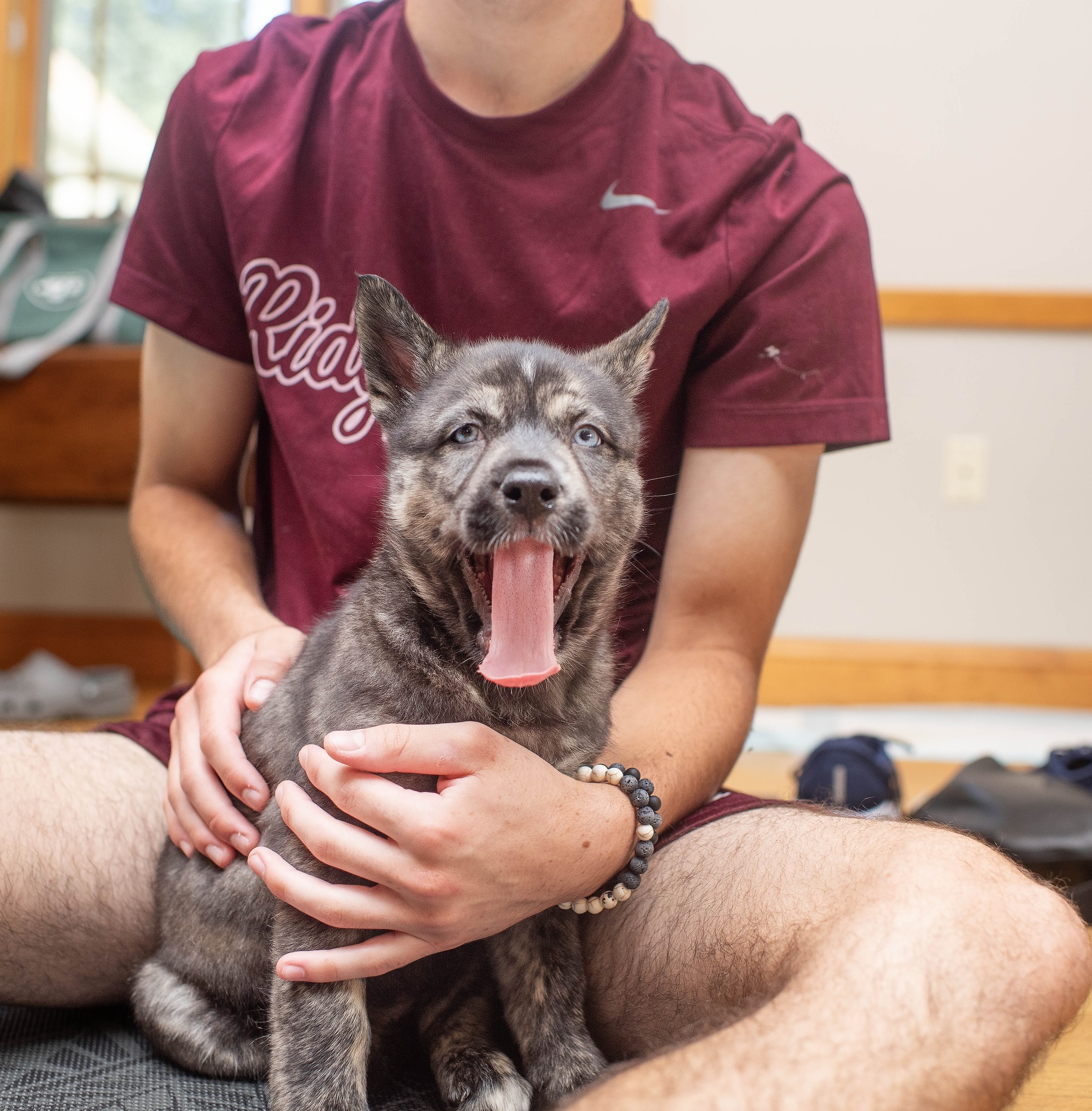 Photo of Baby Female Siberian Husky Black