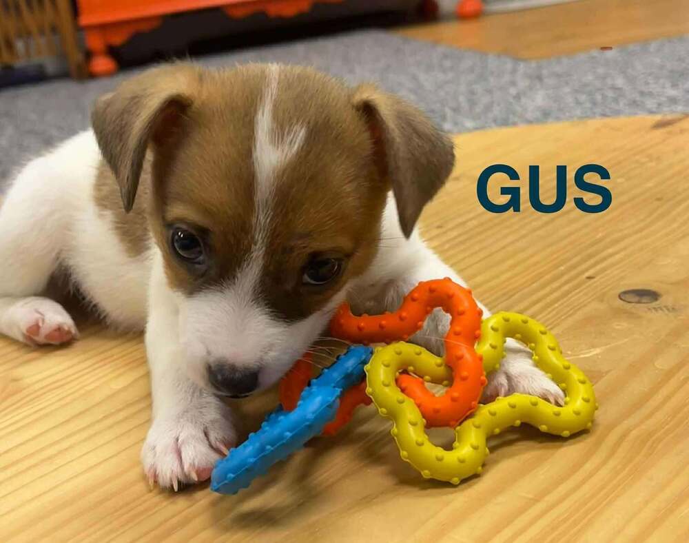 Gus Gus