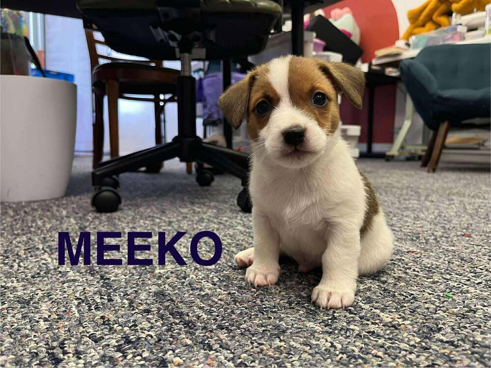 Meeko