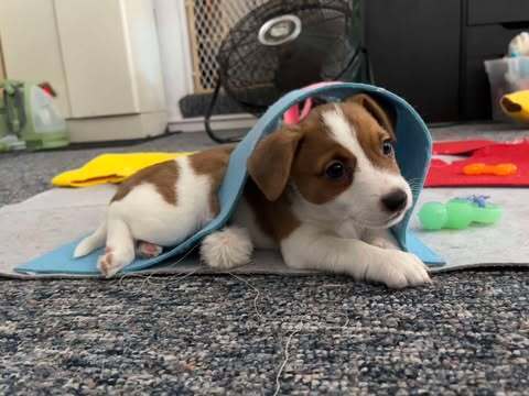 Meeko