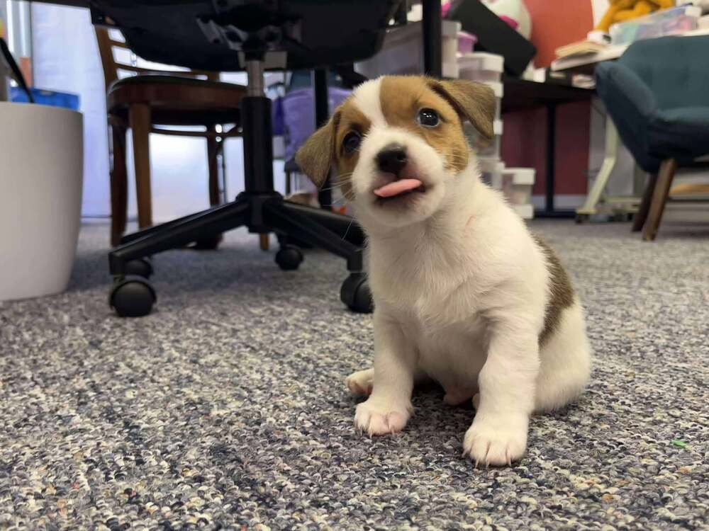 Meeko