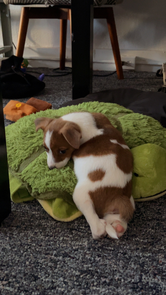 Meeko