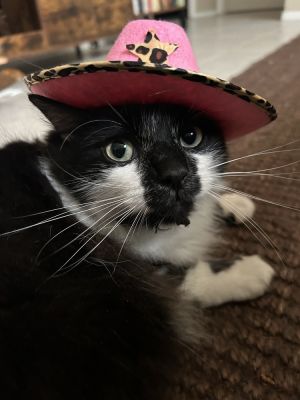 Ivan (FKA Willie), Adult Male unknown