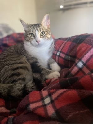 Timmy, Adult Male unknown