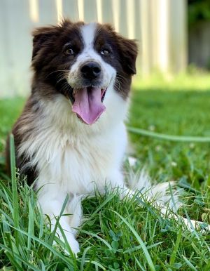 Dixie