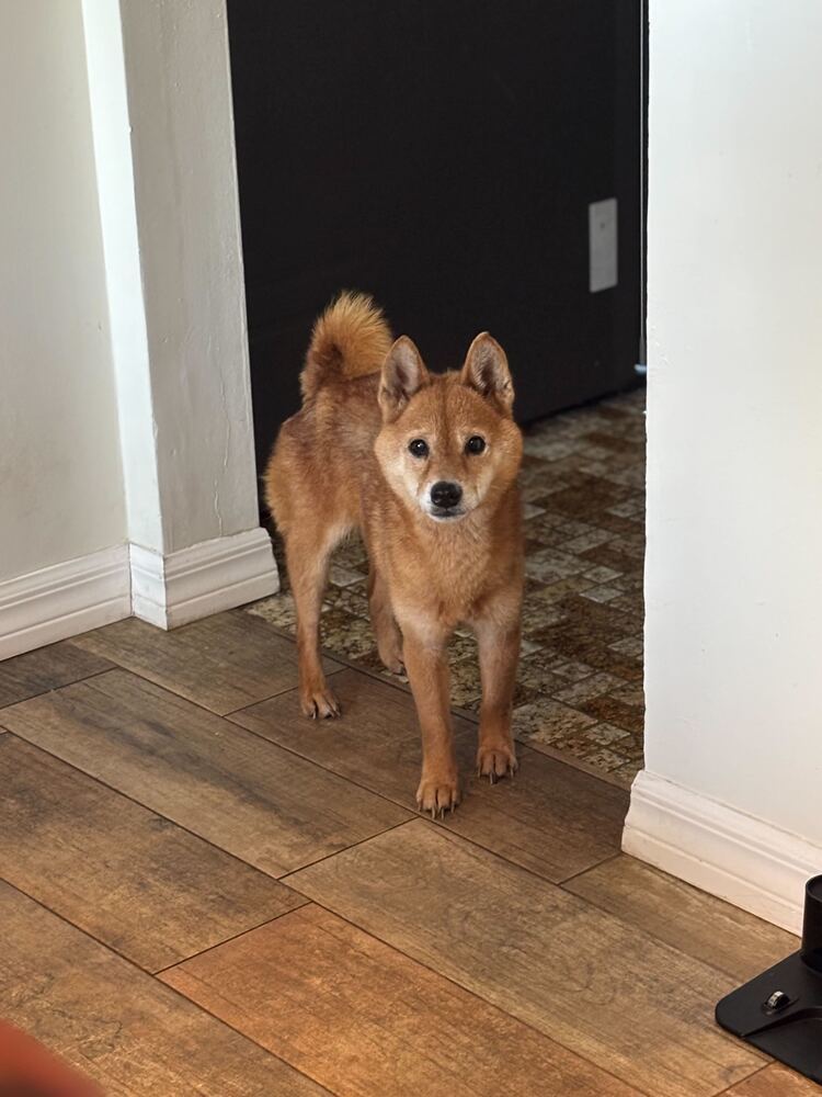 Amara