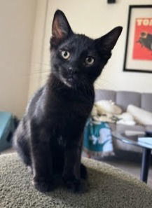 blackie