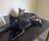 blackie photo 2