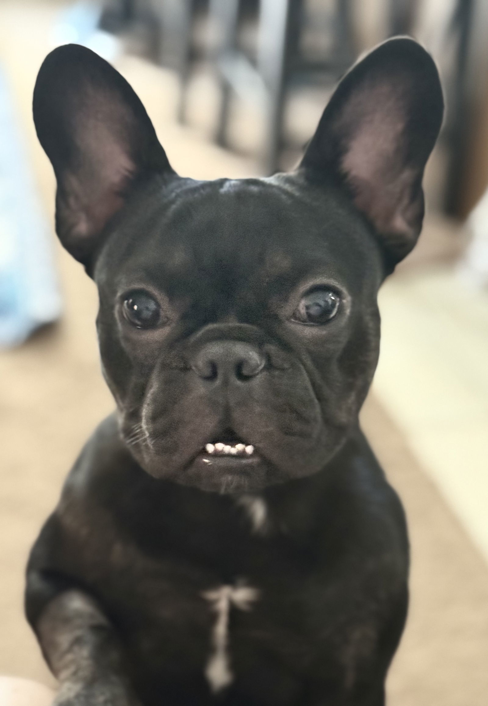 Mugsy
