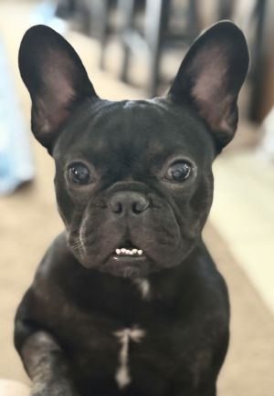 Mugsy, Young Male unknown