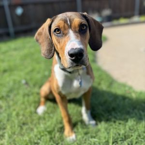 Penelope