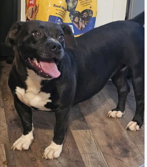 Koda: "My Home to Yours"