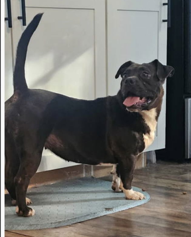 Koda: "My Home to Yours"