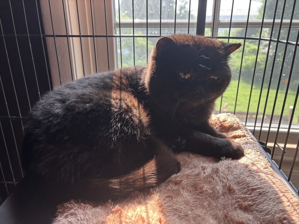 Bagheera