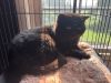 Bagheera photo 1