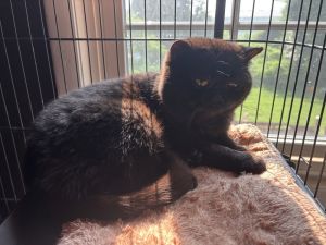 Bagheera, Young Male unknown