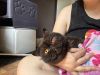 Bagheera photo 3