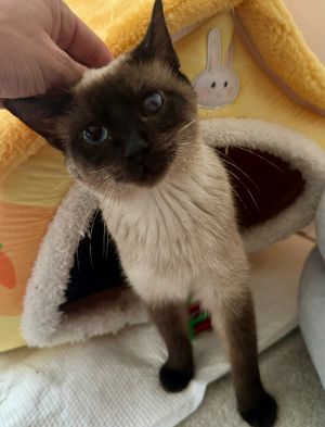 Peppi, Young Male unknown