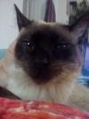 Peppi photo 3