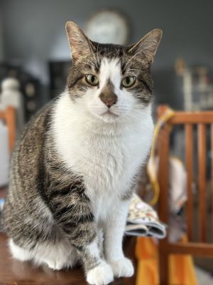 Pepper, Adult Male unknown