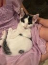 Ravenpaw photo 2