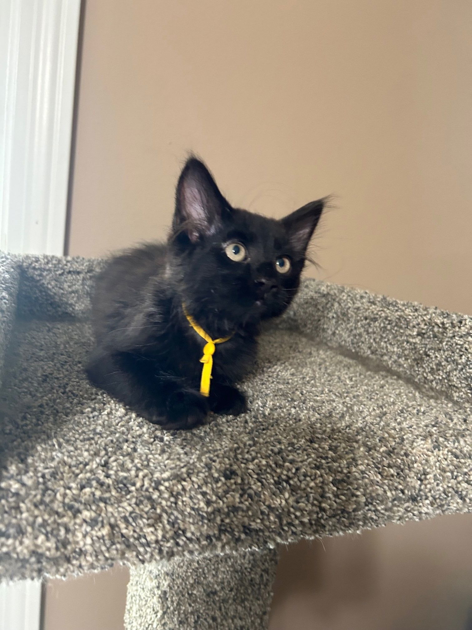 Linda the Kitten Dealer