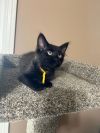 Linda the Kitten Dealer photo 1