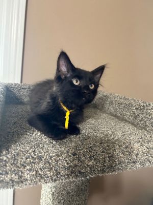 Linda the Kitten Dealer, Baby Male unknown
