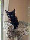 Linda the Kitten Dealer photo 2