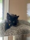 Linda the Kitten Dealer photo 3